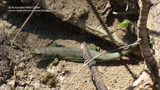 Lacerta viridis viridis male DSC101435