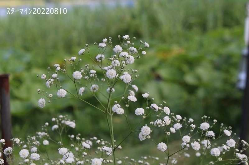 記憶の森を歩く Kanke S Web 22 Gypsophilaジプソフィラ かすみ草晩生種 フォレスト