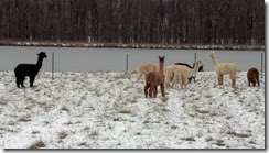 alpacas new home