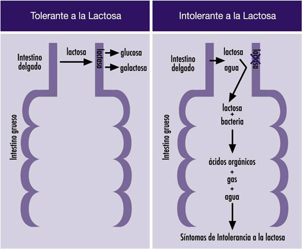 Nutrición y dietética en la UPEA