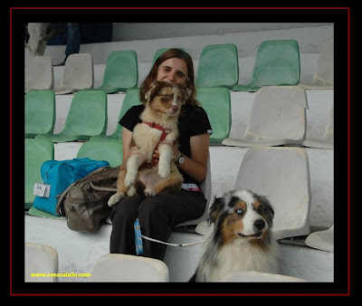 pastor australiano na exposição canina de Lisboa