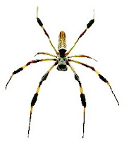 Aranha Nephila