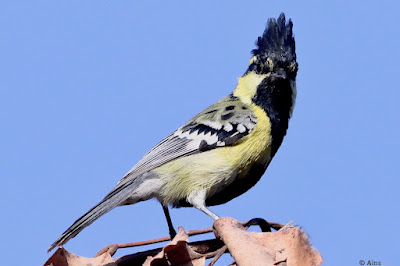 "Indian Yellow Tit (Machlolophus aplonotus) is a tiny but colourful songbird. Bright yellow plumage with contrasting black markings distinguishes this species. Perched atop a twig, displaying its bright plumage and energetic personality."