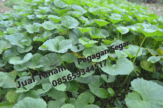 Jual Daun Pegagan Segar di