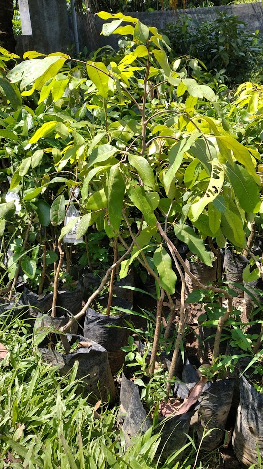 bibit kelengkeng diamond river tanaman buah bisa grosir Sumatra Selatan