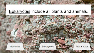 Eukaryotes include all plants and animals.