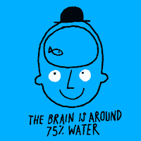 brain water content 75%