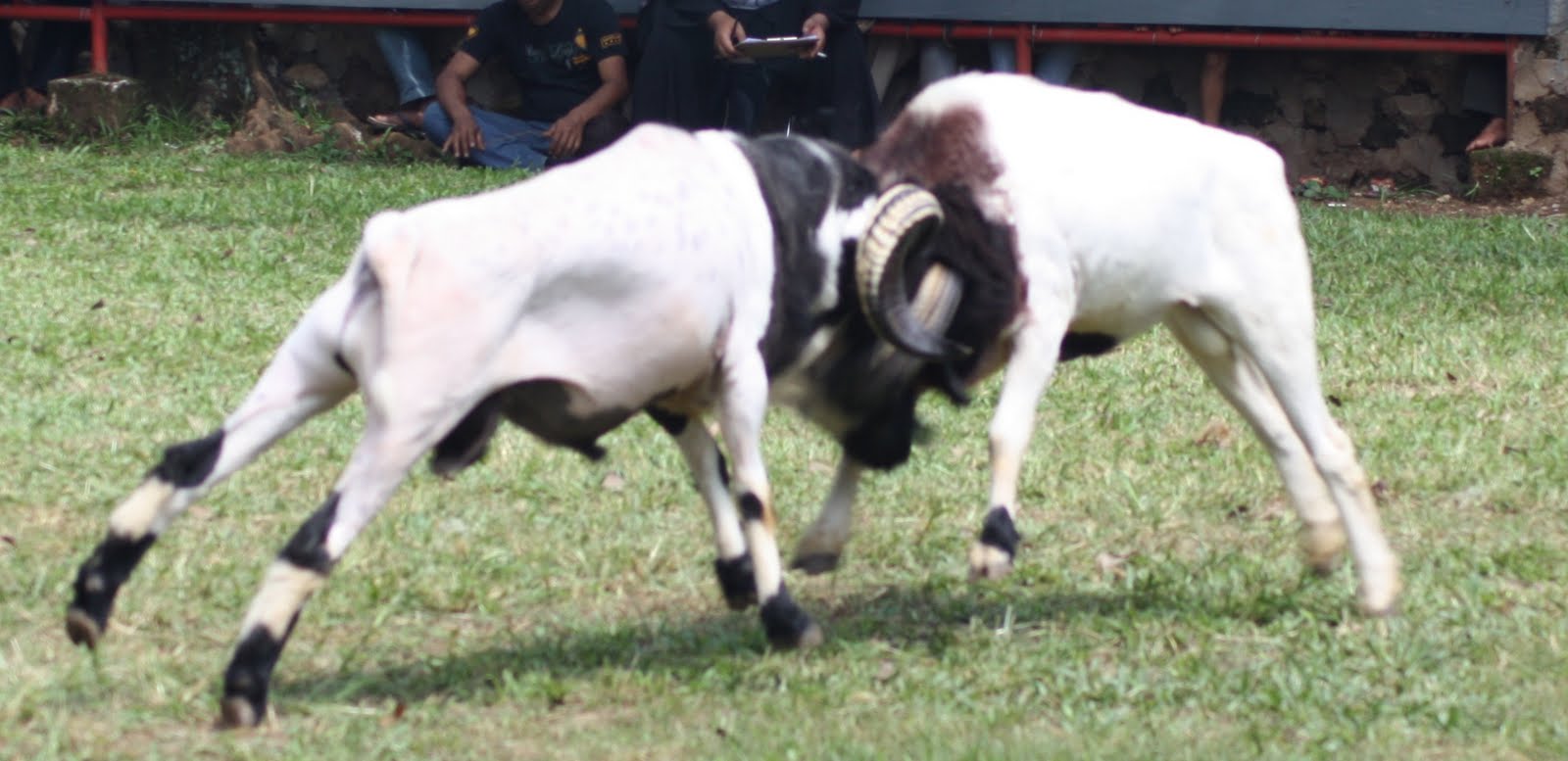 Domba Garut JENDRAL Group Si PANGLIMA Di Adu