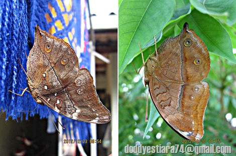 Doleschallia bisaltide - Autumn Leaf