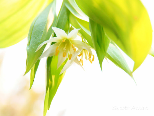 Disporum smilacinum