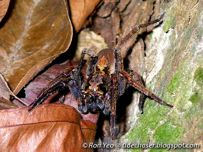 Wandering Spider (Family Ctenidae)