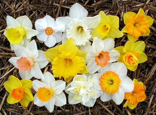 types of flowers d Daffodils Flowers | 541 x 400