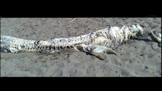 'Dragon' corpse washes ashore in Spain
