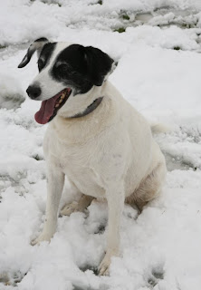 Molly is a white dog but looks decidedly yellow in the snow!