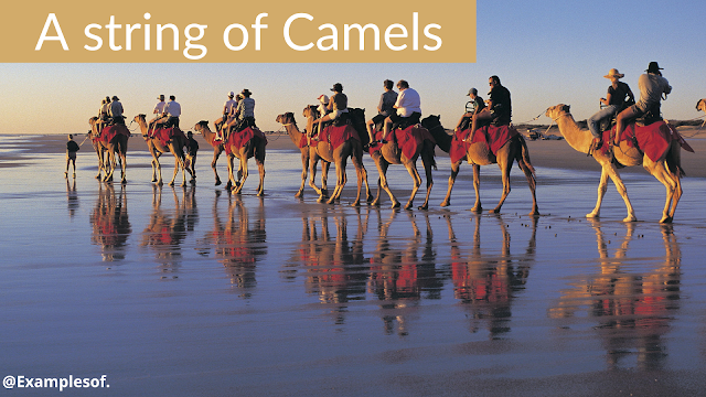 A string of camels