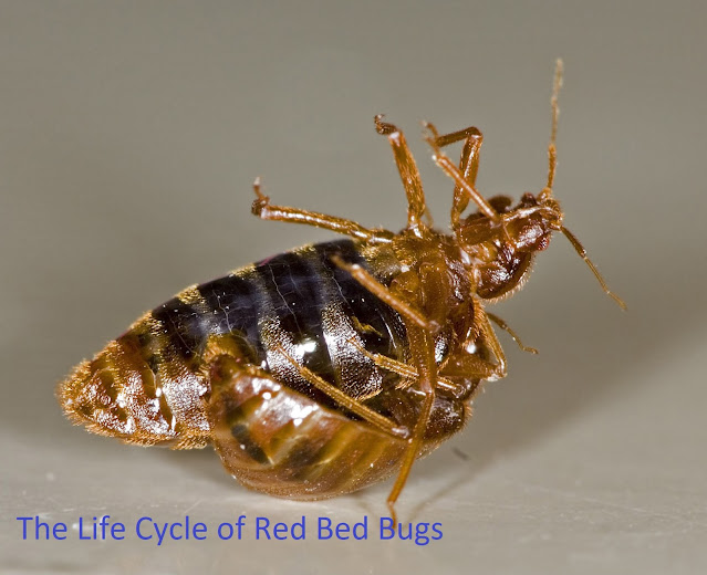 The Life Cycle of Red Bed Bugs-Tippyhubs