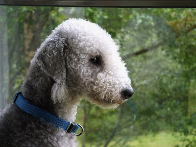 Bedlington Terrier Breed Dog