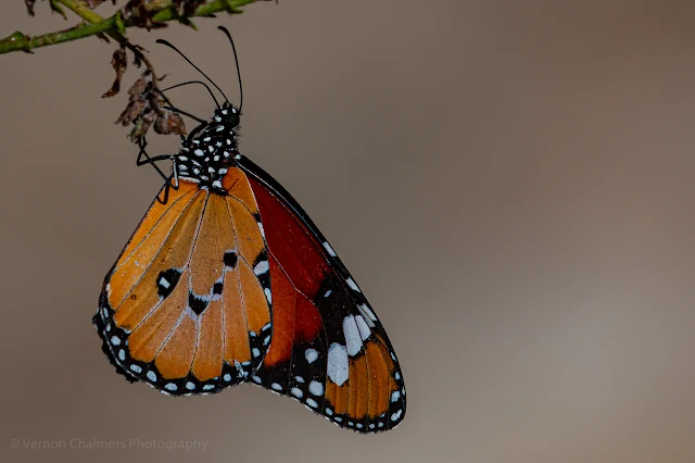 African Monarch Butterfly at Kirstenbosch National Botanical Garden