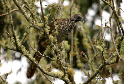 Speckled Chachalaca