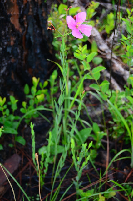 Rhexia alifanus