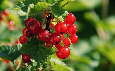 good-night-with-red-berries-photos