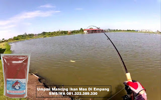 Umpan Ikan Mas Khusus Di Empang