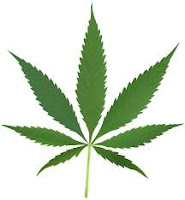 marijuana leaf