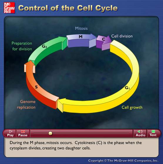 Control Ciclo Celular