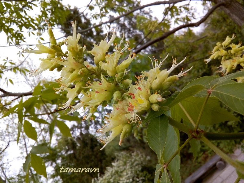 Конский каштан голый / Конский каштан гладкий (Aesculus glabra)