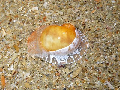 moon snail