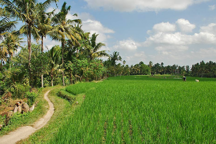 Sendero y campo de arroz