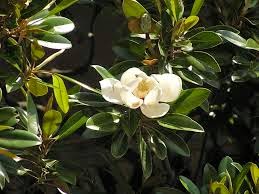  magnolia grandiflora Ανθος