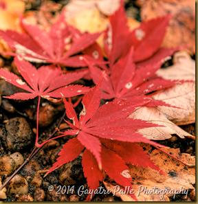 _DSC7627v