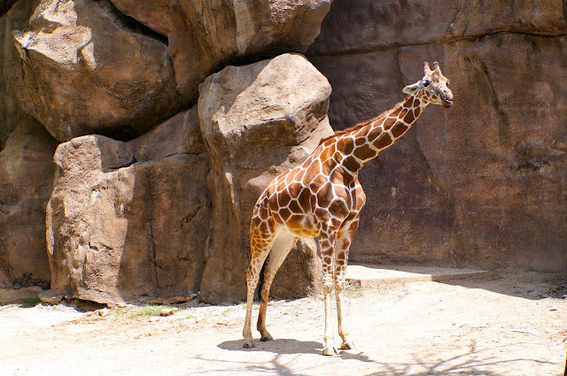 Green Eggs Cafe and the Philadelphia Zoo