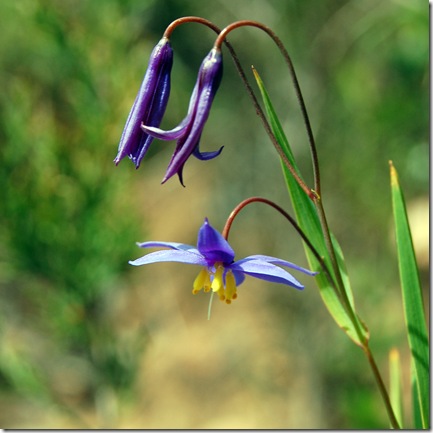 Grampians - wildflower 2