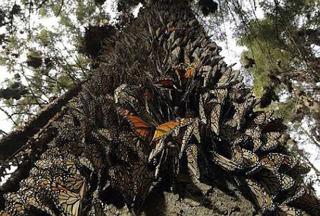 Hundreds of Monarch butterflies line a tree