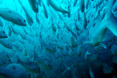 Isla de Cano, Costa Rica