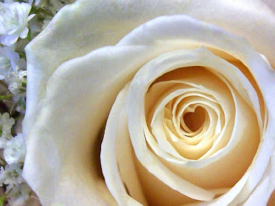 White Rose Normal Resolution HD Wallpaper 15