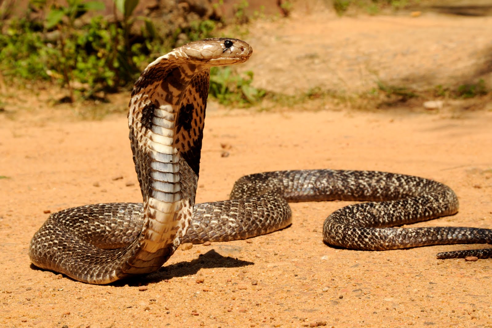 5 das cobras mais venenosas que existem no planeta Mega Curioso