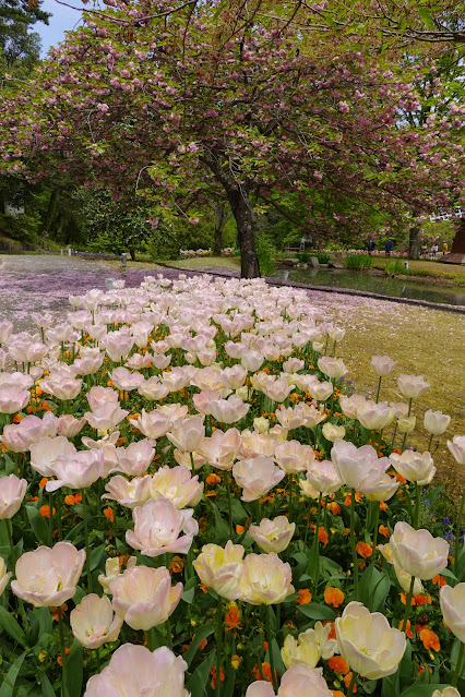 鳥取県西伯郡南部町鶴田 とっとり花回廊 花の谷 八重桜