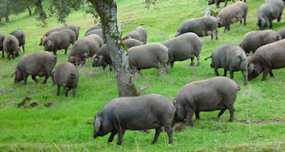 piara cerdos ibéricos, raising cattle for meat