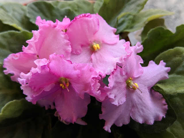 African violet with pink flowers and dark green leaves.