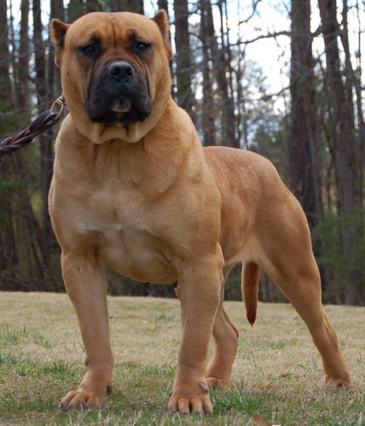 Canary+dog+presa+canario