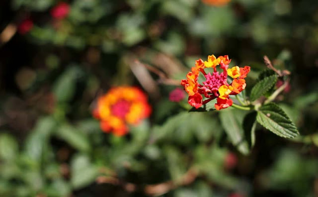 Lantana Flowers Pictures