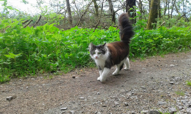 Sösdala, vacker natur, blommor, Fredriksberg, Katt