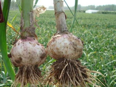 lifted garlic bulbs