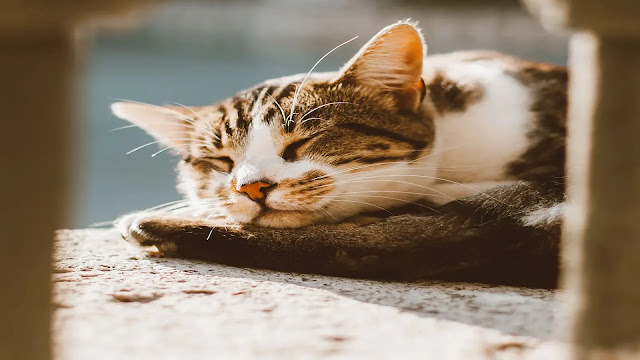 Sleeping Cat