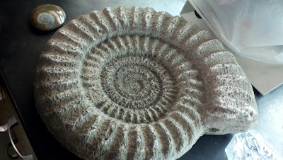 Class Ammonite