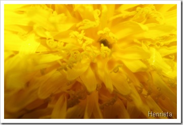 Henriette 021