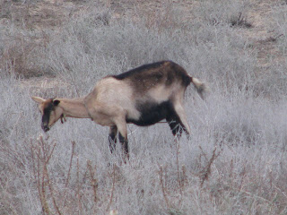 Local Fauna Mastichari Kos